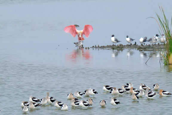 Port Aransas,photos,beach,wildlife,nature,birds,tx,texas,water,camping,van,rv,roseeate spoonbill,images